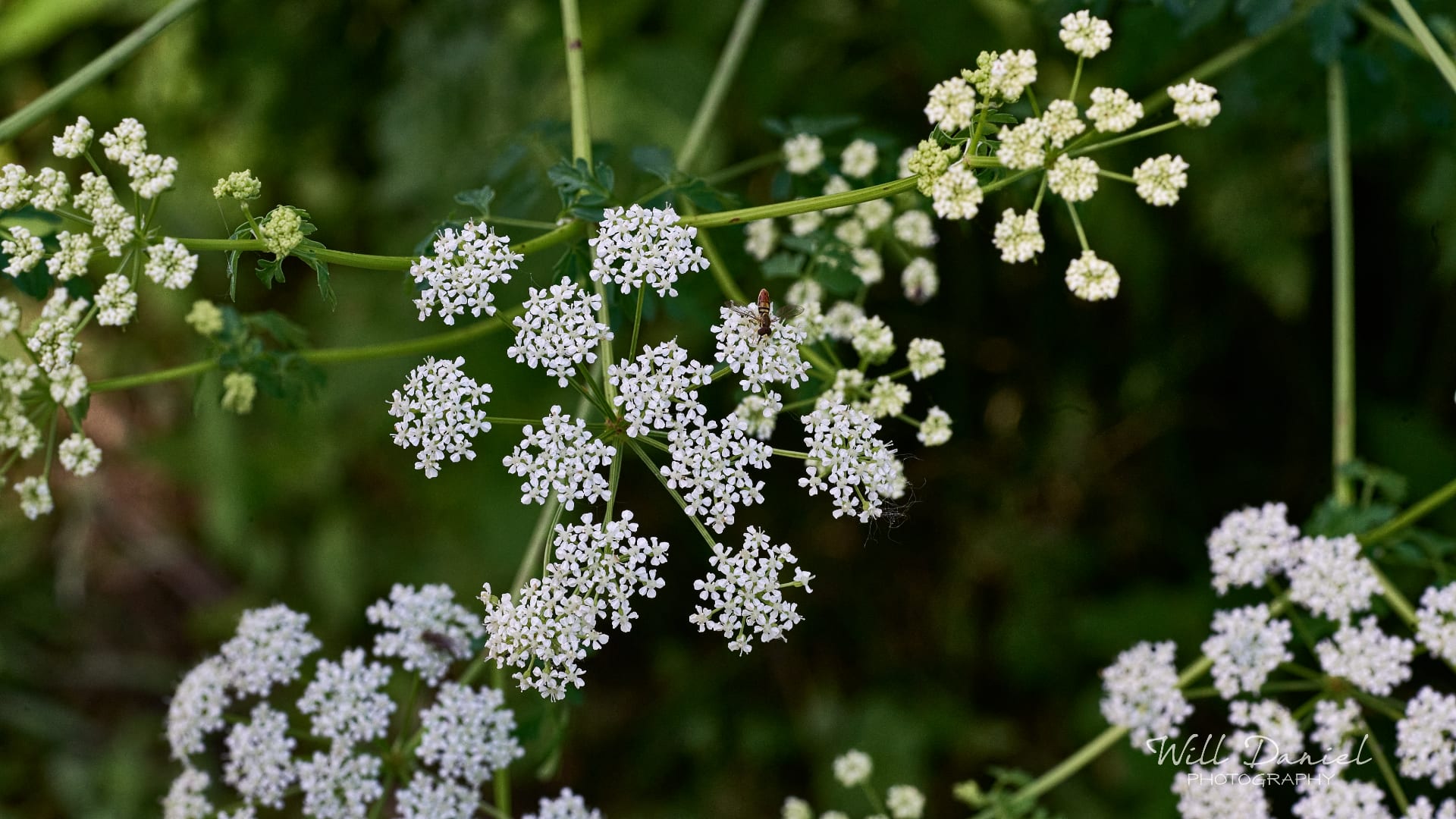Buds and blooms photos