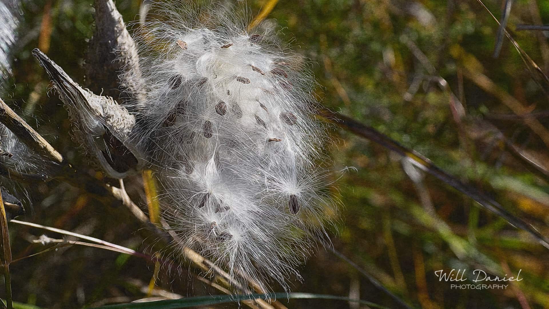 Nebraska Remix Photos